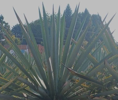 Cosecha del agave